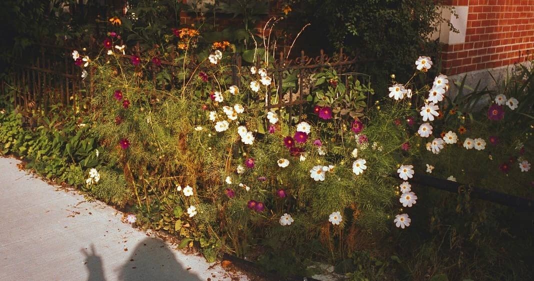 Vita och lila blommor.