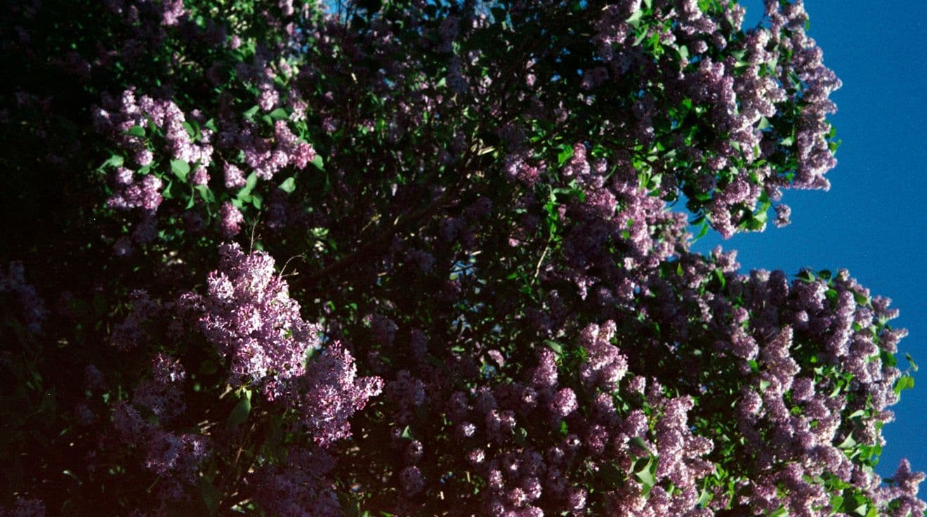 Buske med många lila blommor.