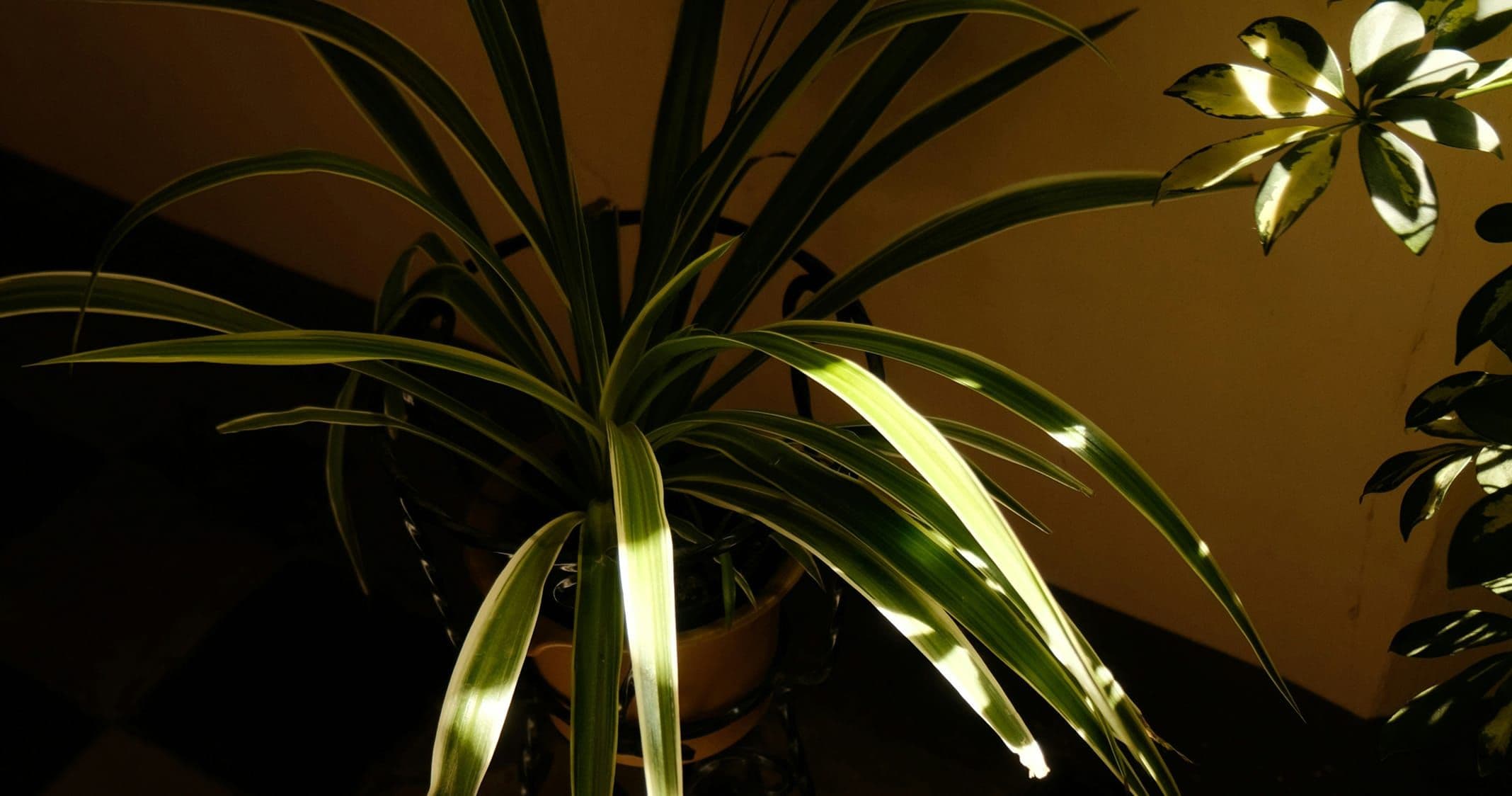 Krukväxt i solljus.