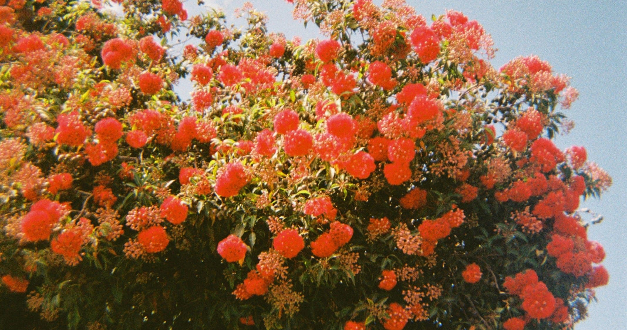 En buske med röda blommor.