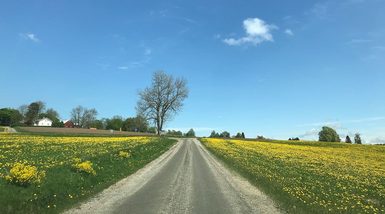 Rapsfält som delas av en grusväg.