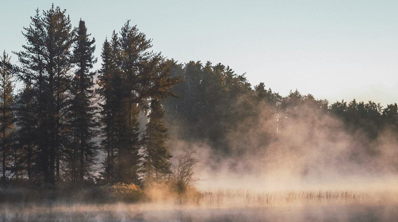 Dimmig skog vid en sjö.