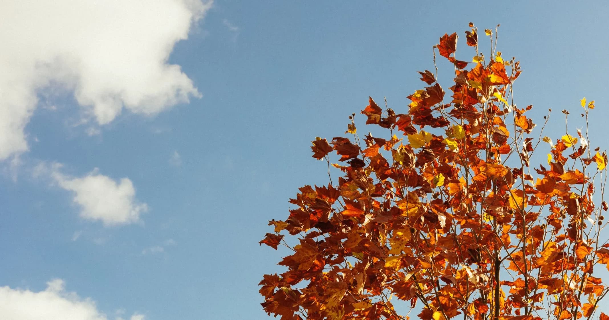 orange höstträd mot en blå himmel