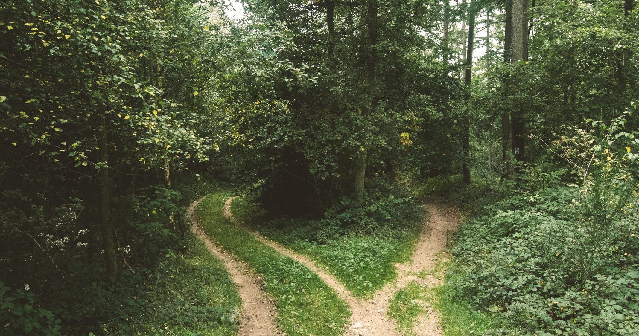 En stig som delar sig i två delar.